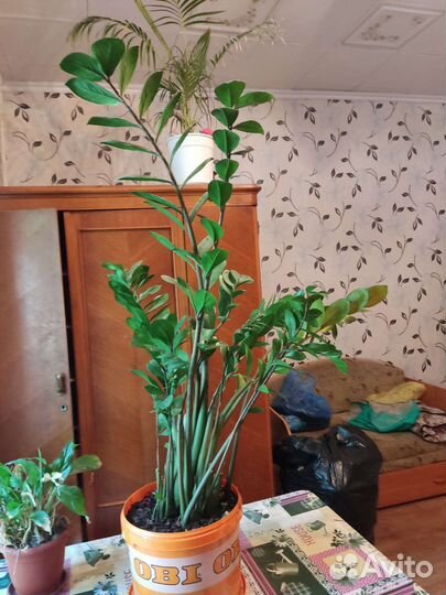 Долоровое дерево