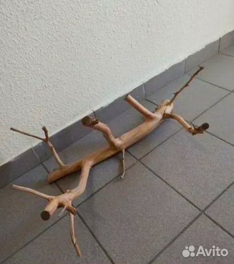 Аквариум, коряга, рыба сом