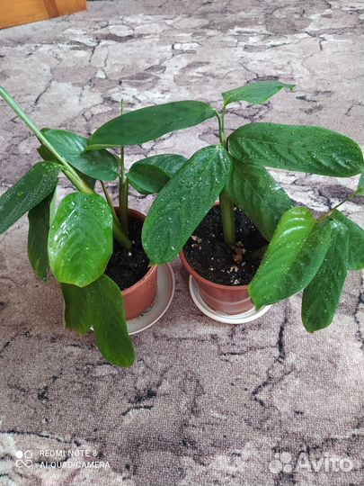 Комнатные растения цветы