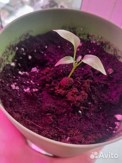 Рассада острого перца