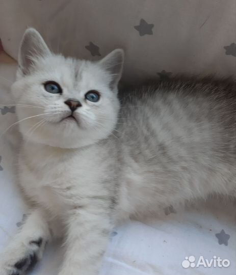 Британские котята