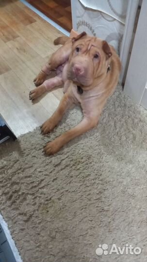 Щенки шарпея