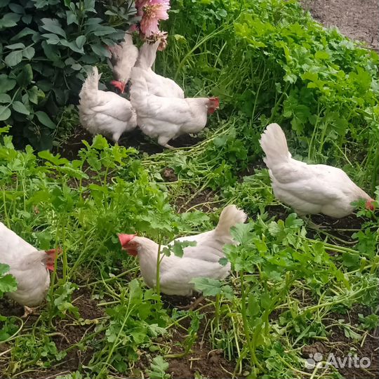 Куры несушки