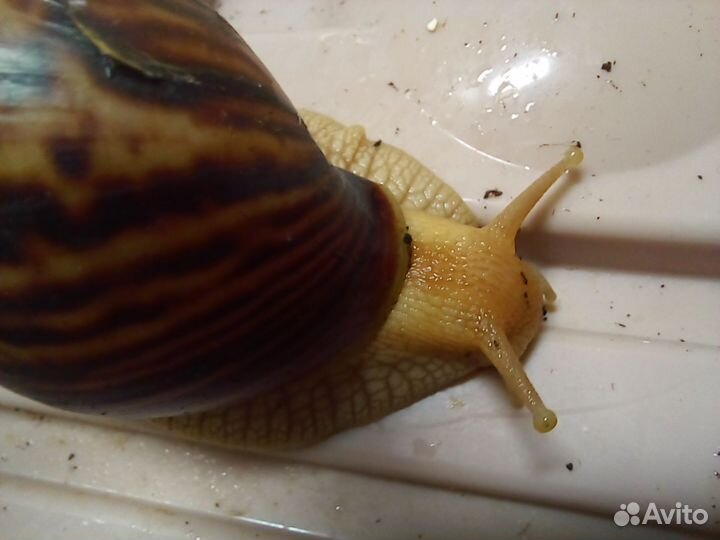 Улитка ахатина иммакулята