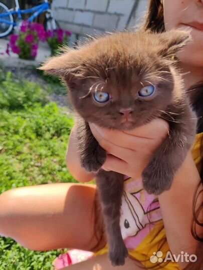 Шотландские котята