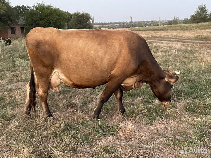 Продается дойная корова