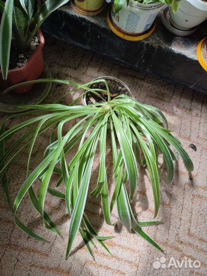 Хлорофитум