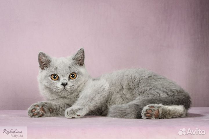 Британские котята