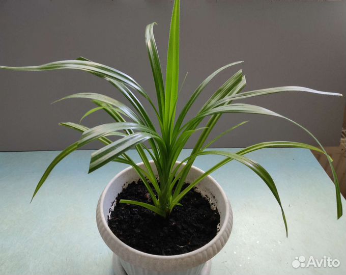 Панданус- винтовая пальма