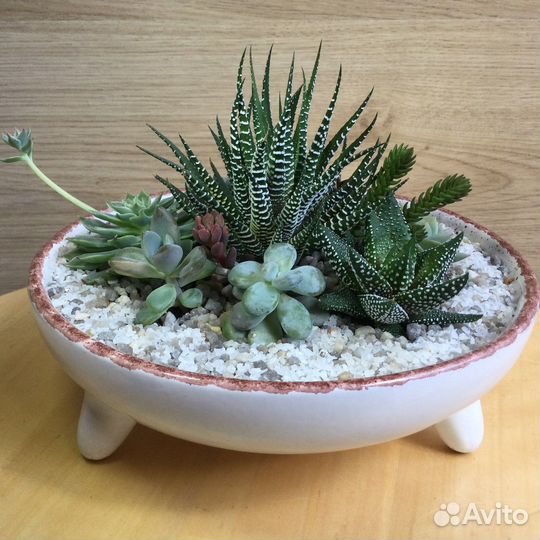 Композиция из суккулентов, садик, флорариум