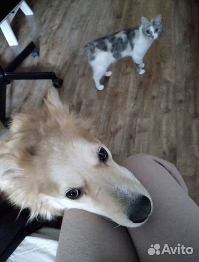 Зооняня/уход за животными/уколы/зоотакси