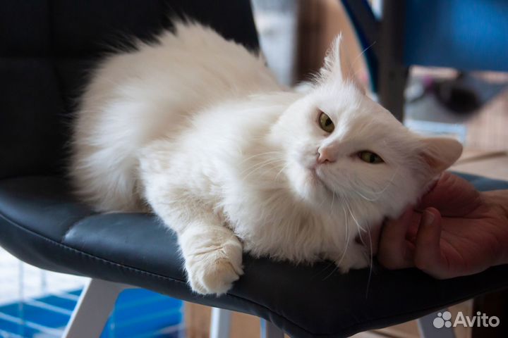 Кошка Масяня, 12 лет