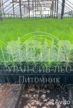 Лиственница Сибирская зкс сеянцы