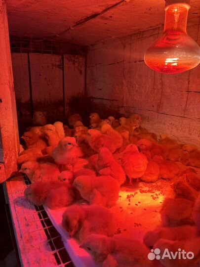 Цыплята редбро