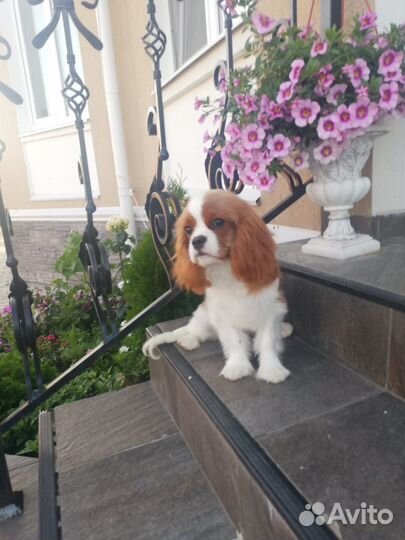 Фенечка девочка Кавалер Кинг Чарльз Спаниель