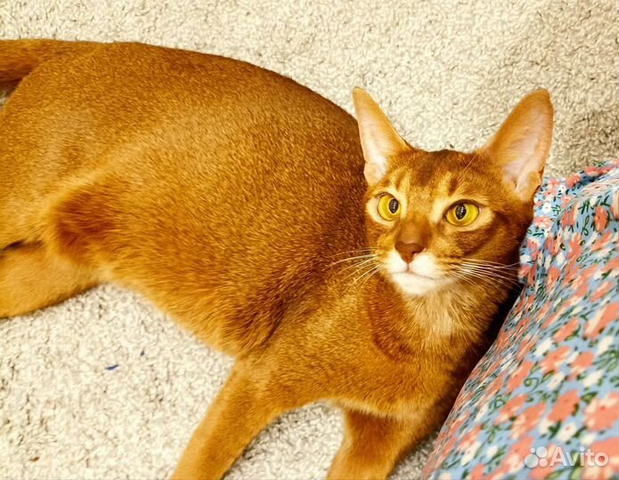 Абисинские котята