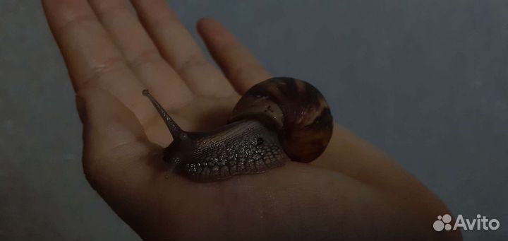 Архахатина