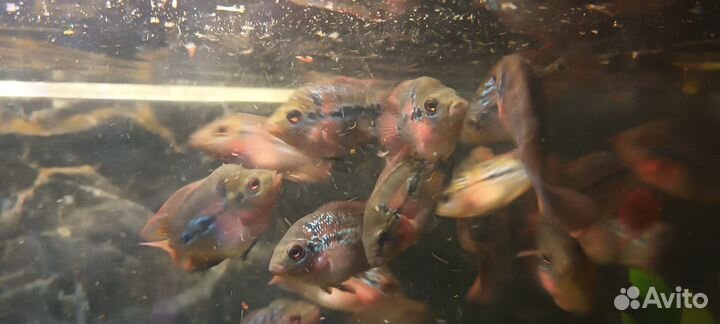 Фловер хорн