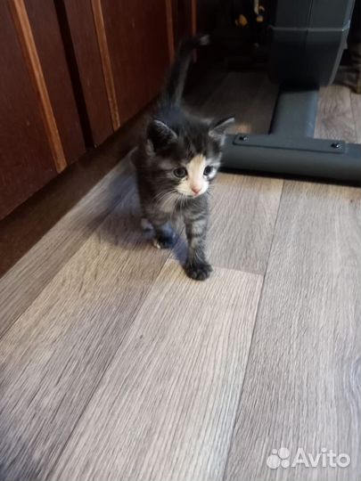 Котенок девочка в добрые руки