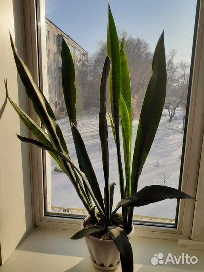 Каланхоэ цветущий