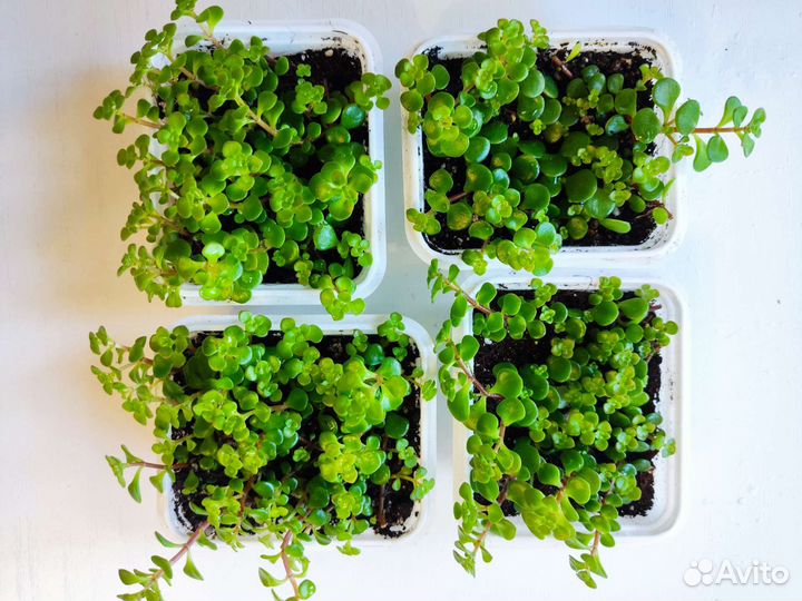 Очиток (седум) Макиной (sedum makinoi)