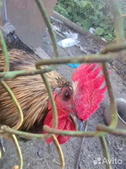 Сильверудд блу