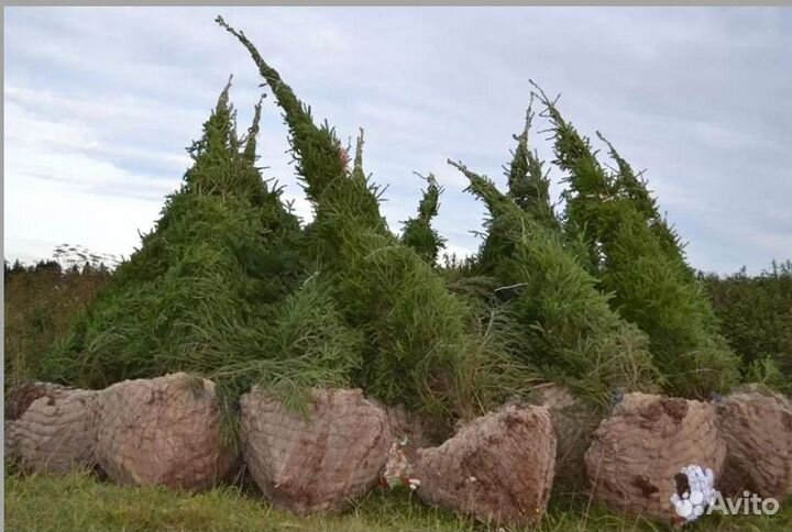 Елка Ель Новогодняя оптом