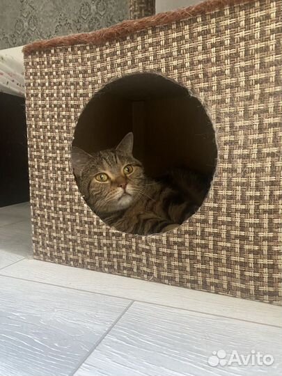 Британский кот