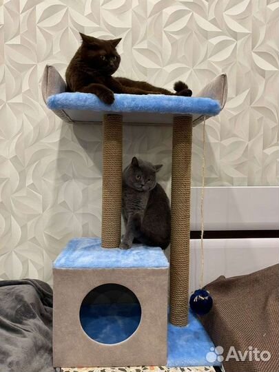 Домики когтеточка для кошки новый