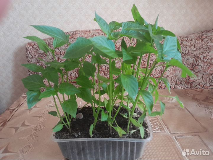 Продам рассаду баклажан,перца,помидор