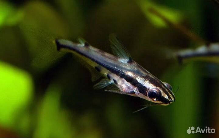 Багрус узорчатый стеклянный (сом)