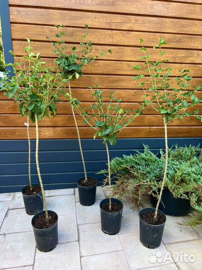 Сирень Мейера Палибин на штамбе