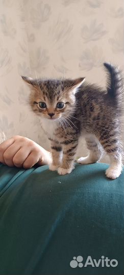 Котята котики в добрые руки