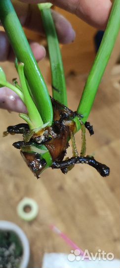 Комнатные цветы