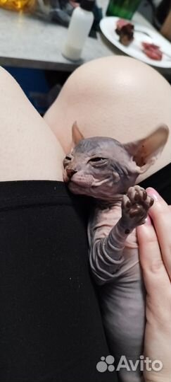 Котята сфинкс