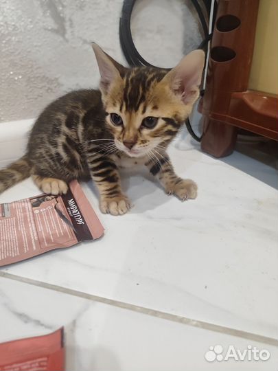 Бенгальская кошка