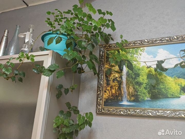 Комнатные цветы березка