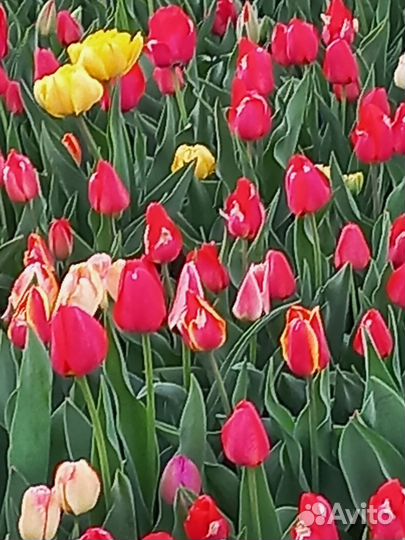 Тюльпаны на срез