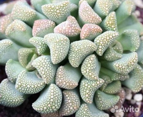 Суккулент титанопсис luederitzii семена 5 шт