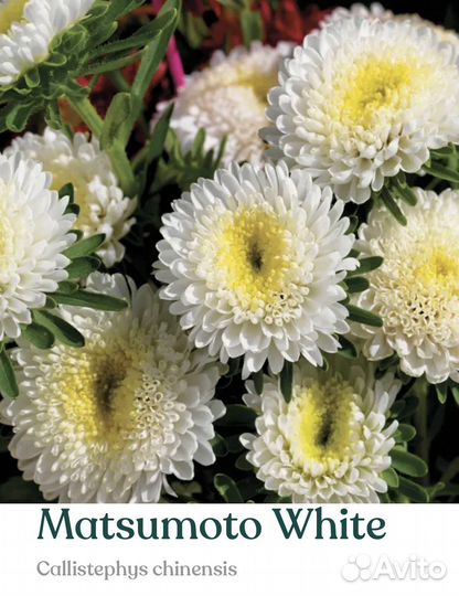 Рассада астры серии Мацумото