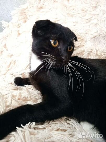 Шотландская вислоухая кошечка