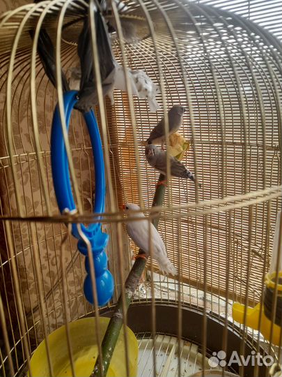Амадины с клеткой