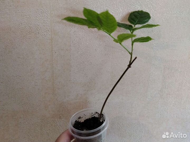 Экзоты продолжение