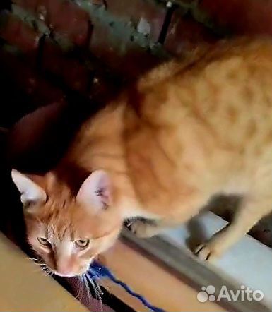 Котик 4 месяца
