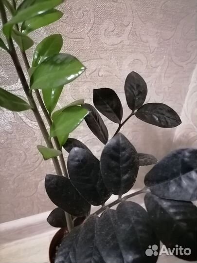 Замиокулькасы