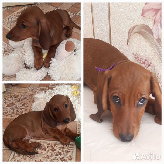 Щенки таксы