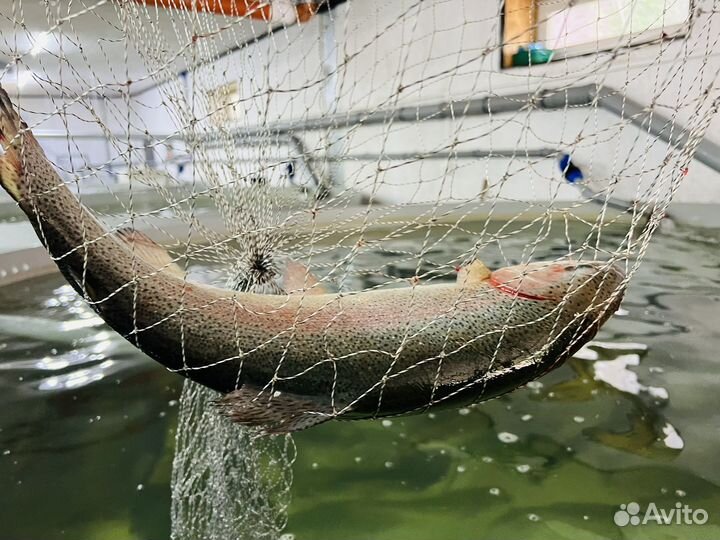 Форелевая ферма