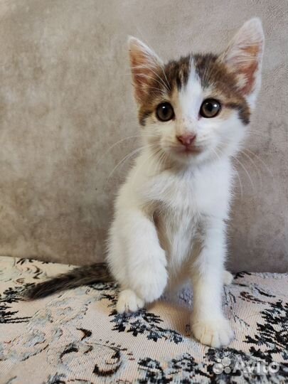 Кошечка Марин