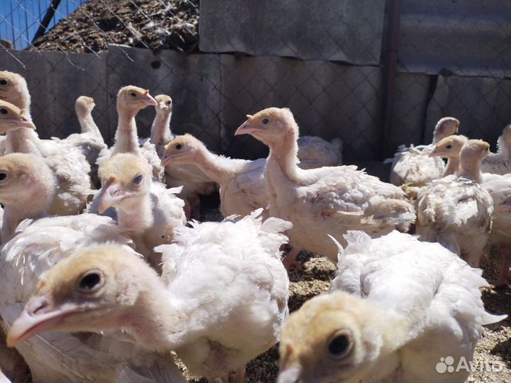 Индюк 30 дней