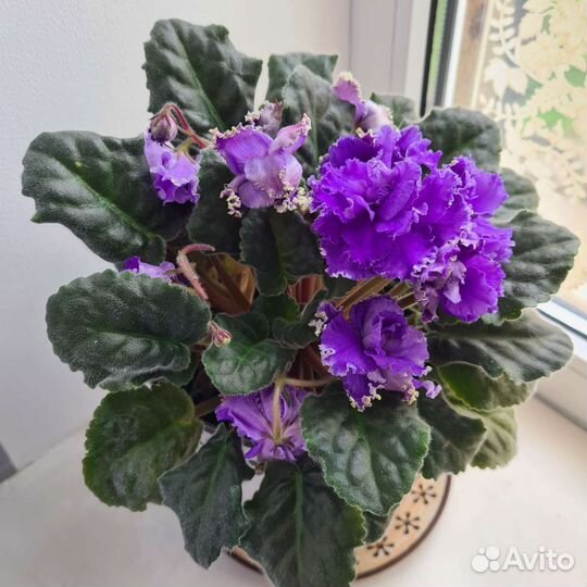 Фиалка фиолетовая комнатная в горшке (росток)
